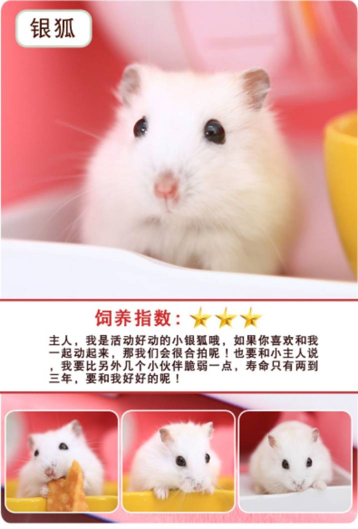 自家繁殖手养小仓鼠宝宝幼鼠幼崽银狐紫仓布丁三线金丝熊 100克仓鼠