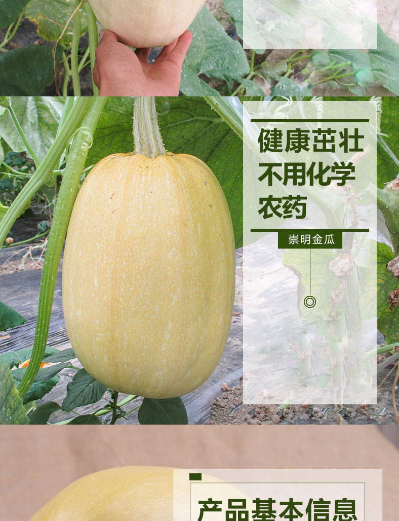 崇明特产 黄金瓜绞丝瓜金丝瓜 4-5斤/个 农家种植 新鲜蔬菜