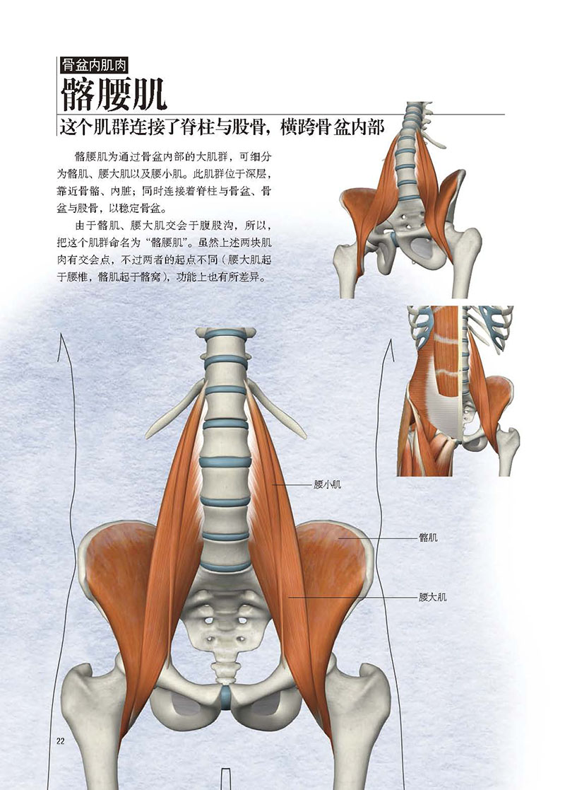 骨盆解剖及功能训练图解骨盆和骶髂关节功能解剖手法操作指南骨盆歪斜