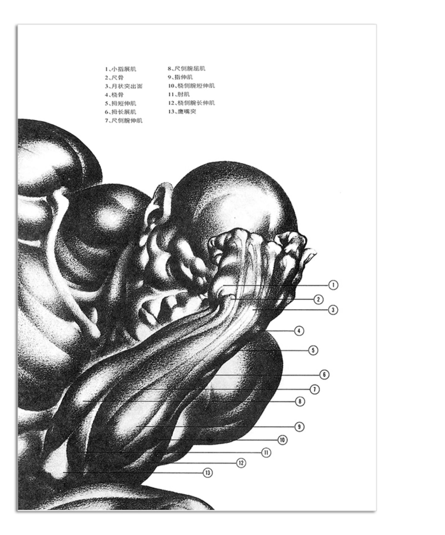 [诺森文化]动态素描:人体解剖 伯恩·霍加思 初学者艺用人体素描技法
