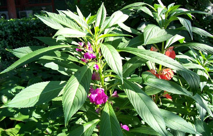 凤仙花种子四季易播种子盆栽室内阳台庭院观光种子指甲花种子