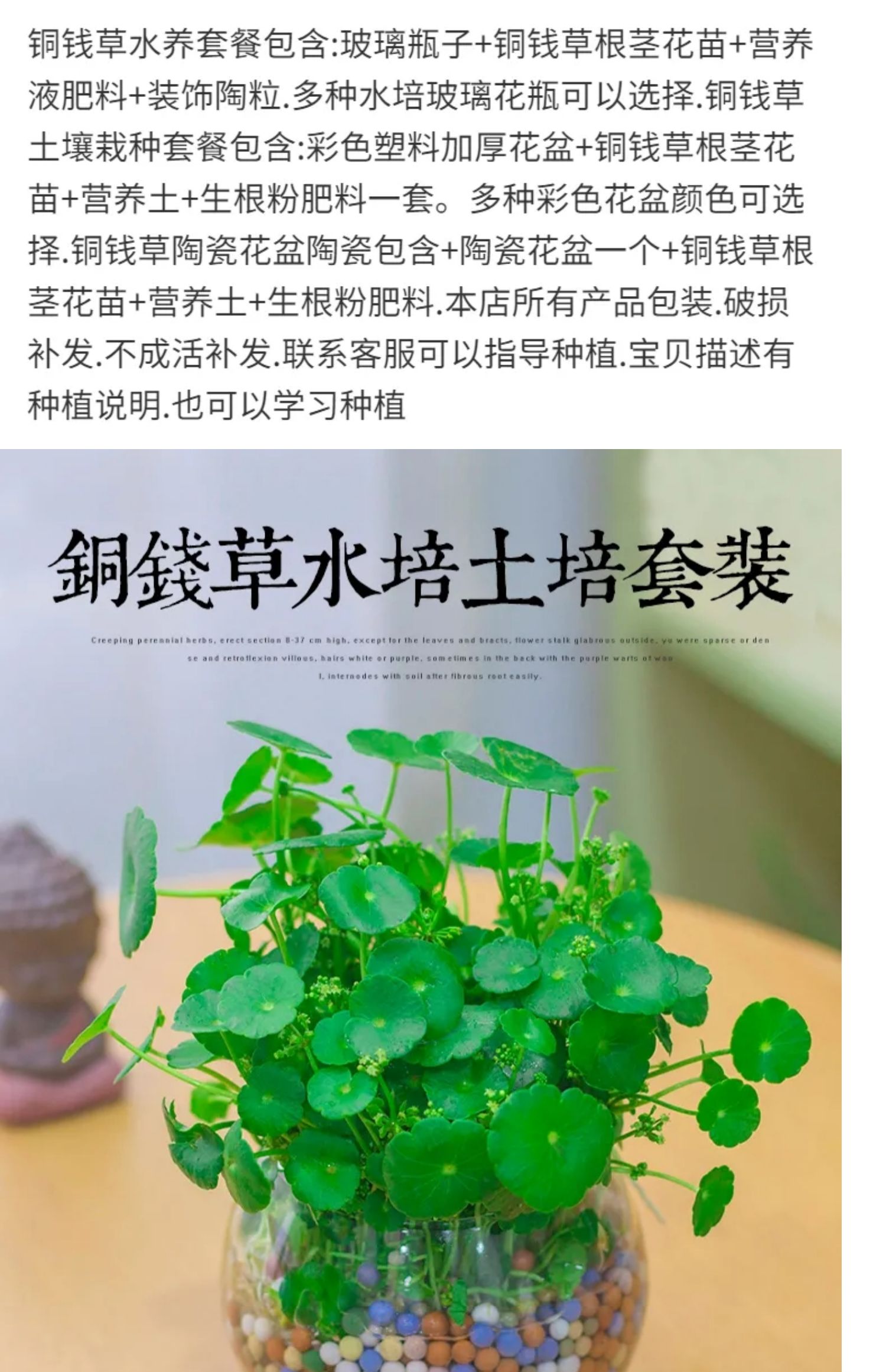 铜钱草水培植物水质净化鱼缸办公室植物水草水生浮萍盆栽鱼池水培