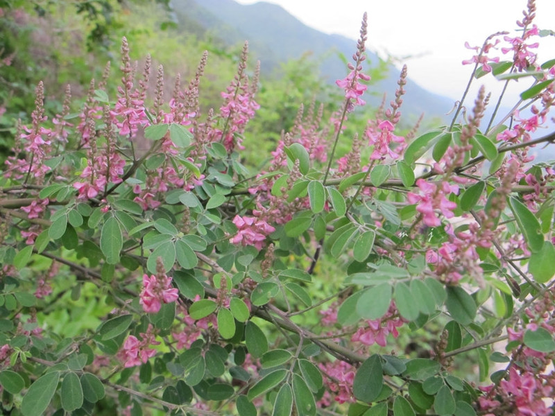 多花木兰种子蜜源植物野蓝枝种子公路绿化护坡型灌木牧种子