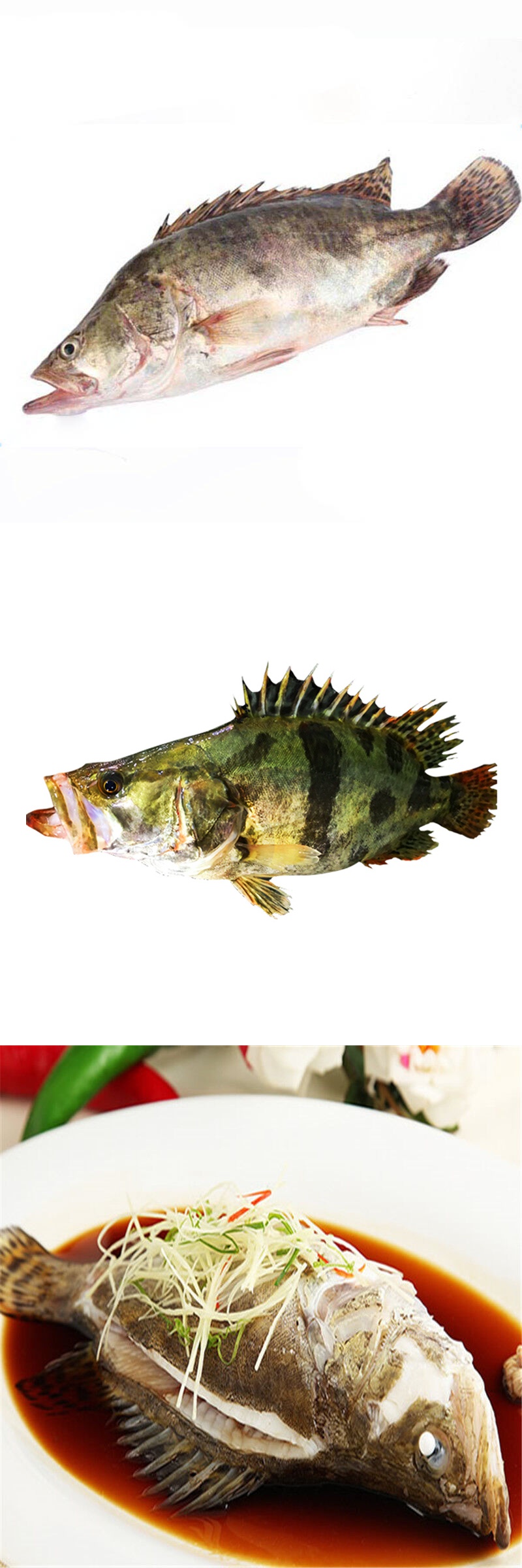 桂鱼500g 1条 新鲜 鳜鱼贵鱼海鲜水产 桂花鱼 生鲜