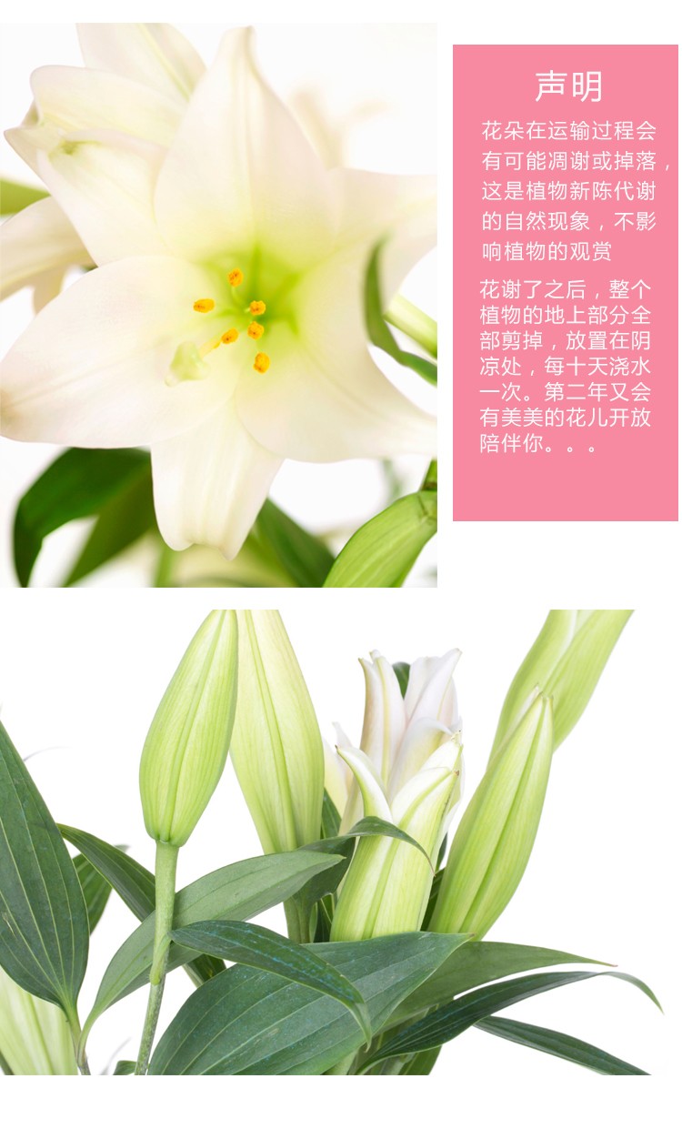 古达百合花盆栽带花苞花卉观花植物室内花香水百合室内好养绿植盆栽