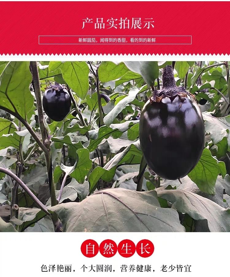 精品三斤装 新鲜蔬菜圆茄子紫黑茄子坏果包赔