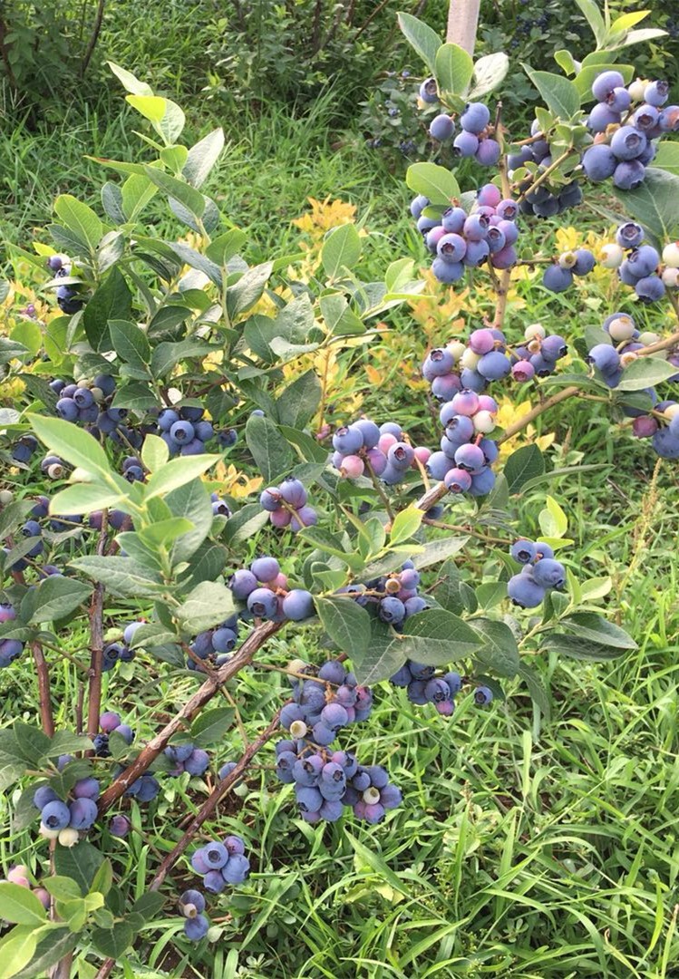 子暄园艺用品 子暄 蓝莓苗蓝莓树苗盆栽地栽蓝梅树果.