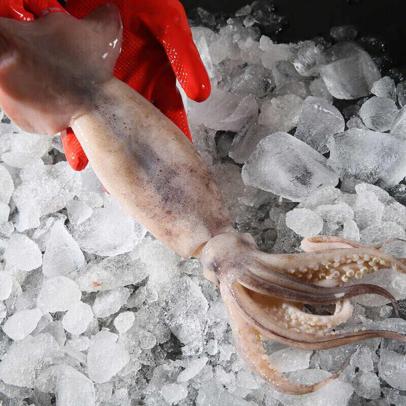 鲜鱿鱼整只大鱿鱼冷冻冰鲜海产鱿鱼烧烤海鲜水产类新鲜软足食材年货节