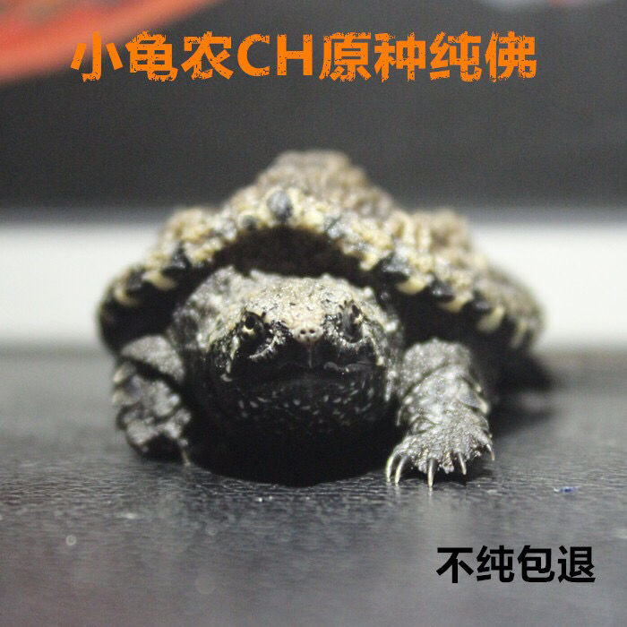 原种后 野佛 纯佛 小鳄龟苗纯佛鳄龟乌龟3-4厘米背甲小龟农佛鳄龟