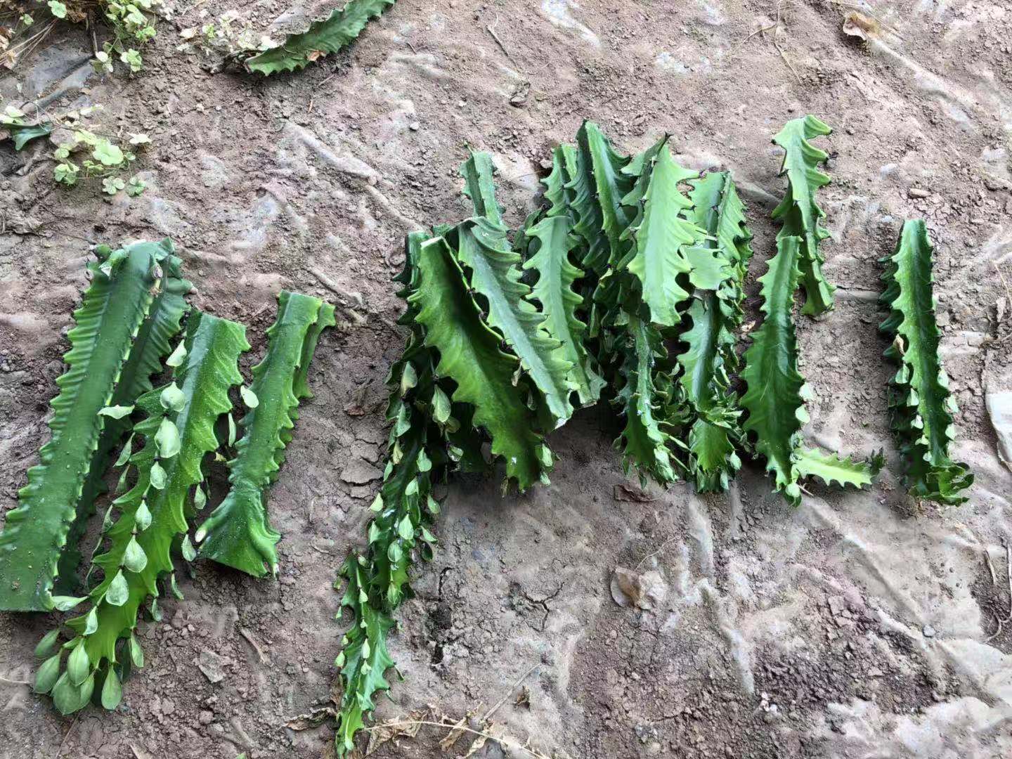 回固 龙骨花霸王鞭室内净化空气吸甲醛盆栽植物花好养绿植植物懒人