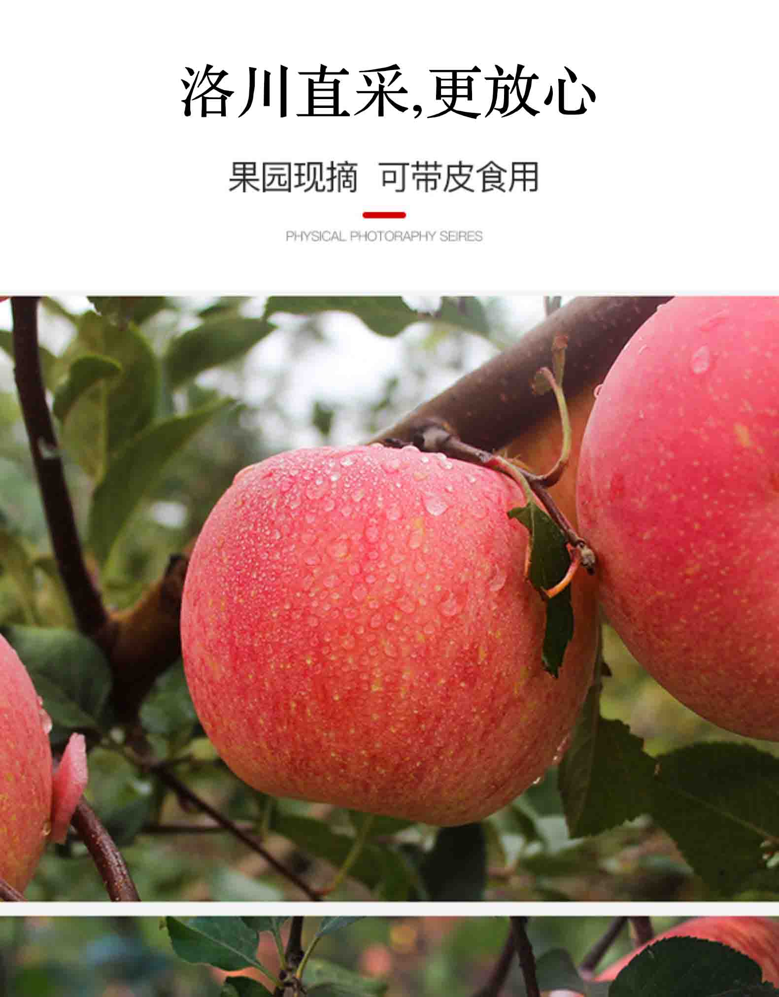 正宗陕西洛川苹果一级新鲜水果吃冰糖心红富士应当季整箱 带箱约10斤