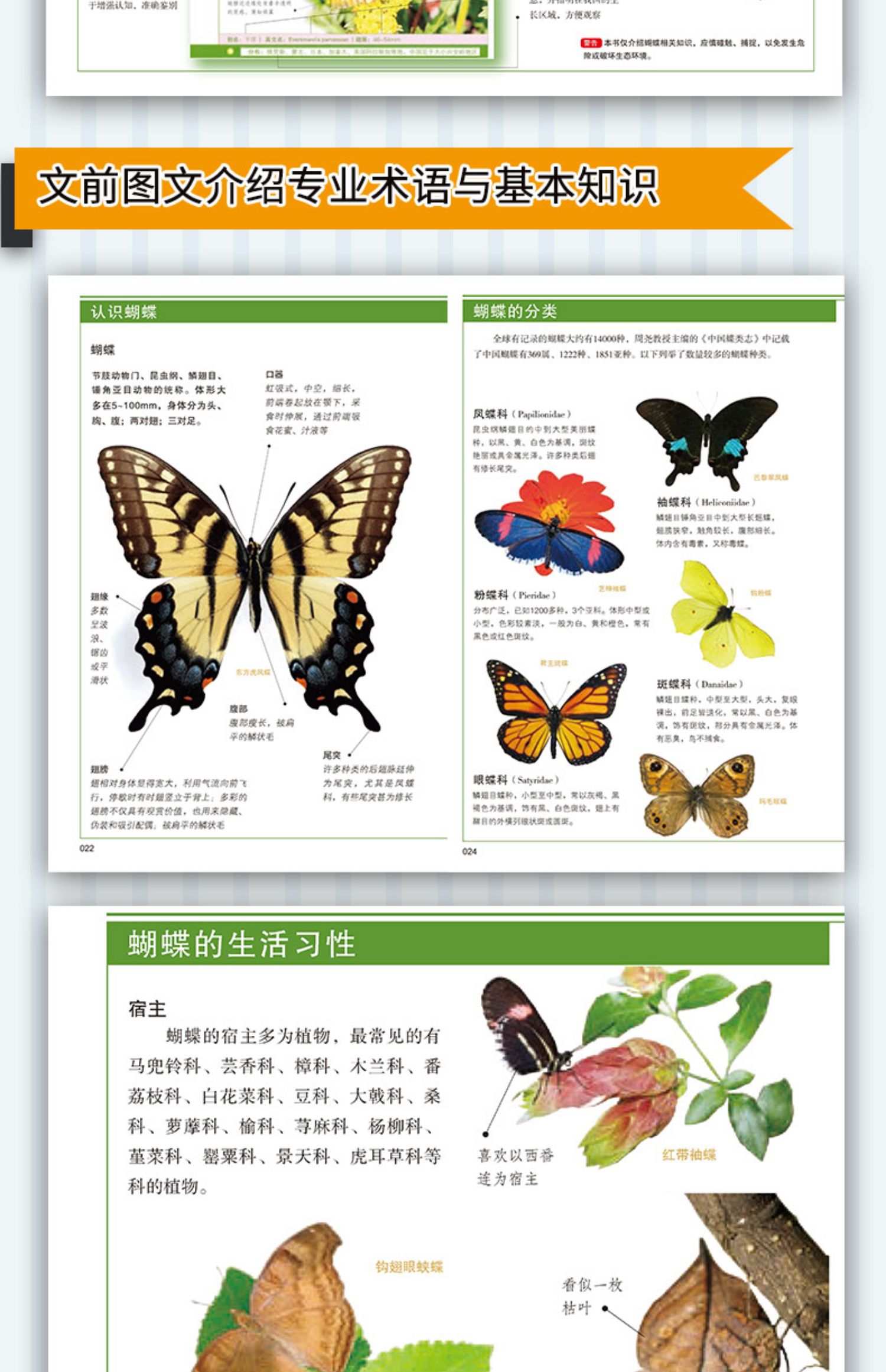 【诺森正版】大自然博物馆 百科珍藏图鉴系列 蝴蝶 青少年中小学生动