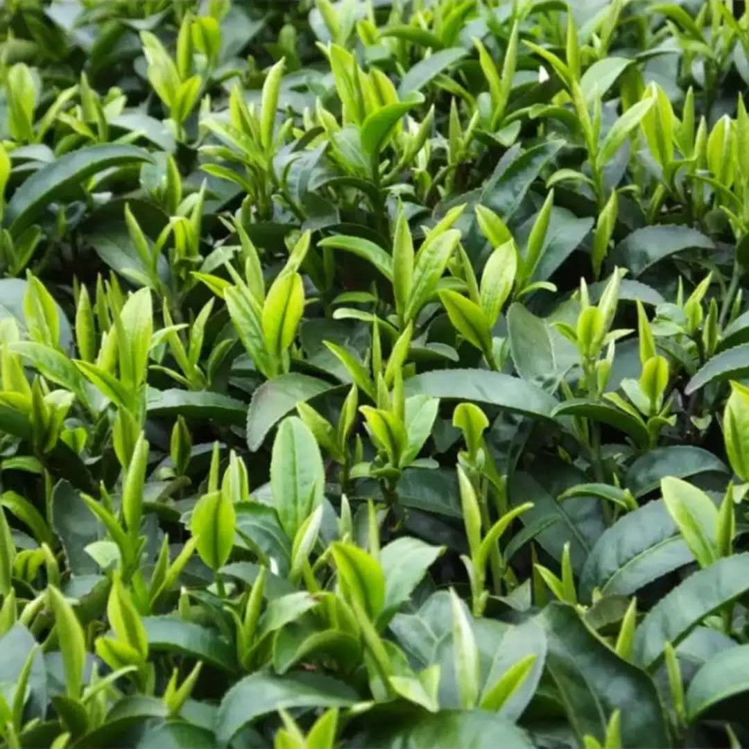 2021年新茶陕西安康紫阳富硒茶陕南特级炒青绿茶茶叶500克高山茶500g