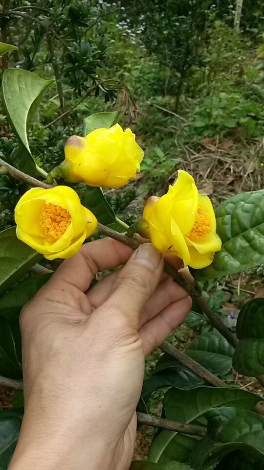 金茶花苗金花茶苗金花茶树苗盆栽防城毛瓣凹脉龙州四季金花茶