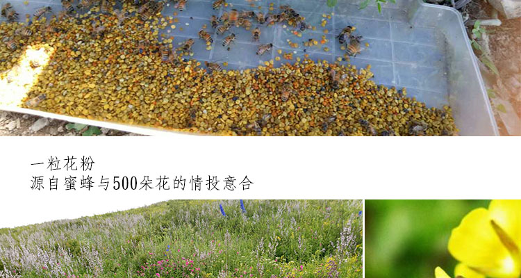 2019新疆草原山花粉农家百花蜂花粉野玫瑰花粉食用正品未破壁500g