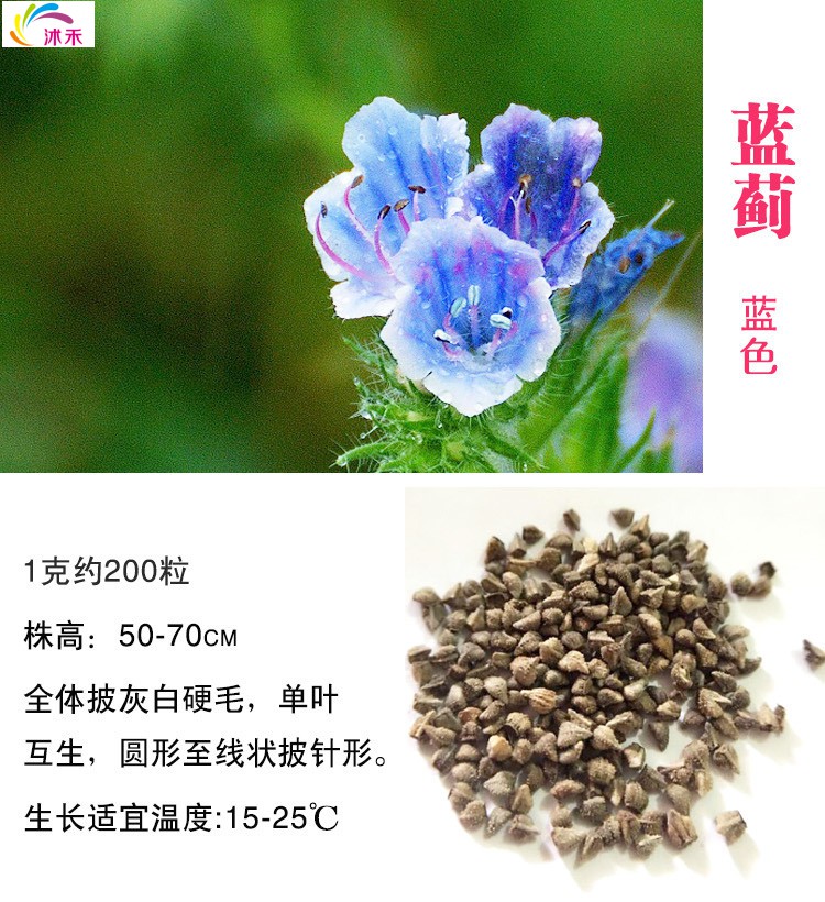 蓝蓟蓝刺头种子盆栽观花种子蓝色混色多年生四季花籽花卉种子