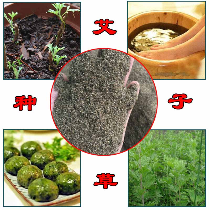 散装药用艾种子艾蒿艾叶种子陈艾艾绒香艾盆栽防蚊虫