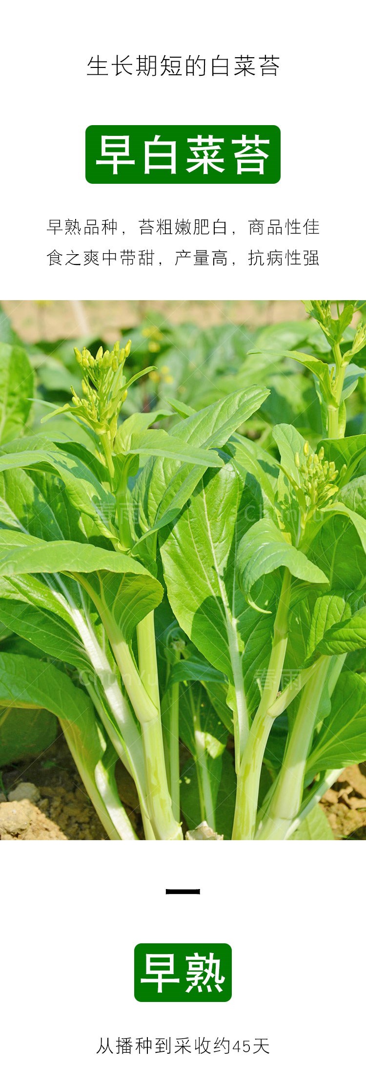 早熟白菜苔种籽高产广东菜心四季春季云南农家阳台蔬菜蔬莱种子孑