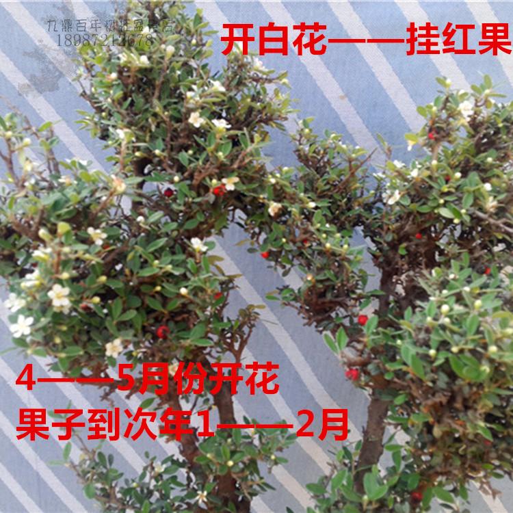 家境福 绿植平枝荀子红果树苗树桩盆景素材新鲜桩蔷薇花卉盆栽客厅