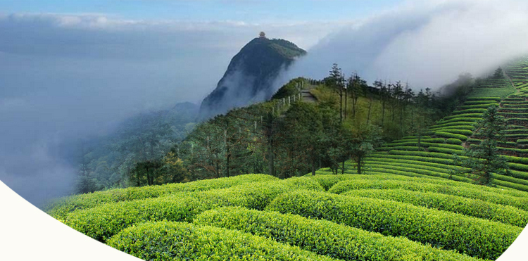 新茶雀舌绿茶四川茶叶峨眉山高山茶