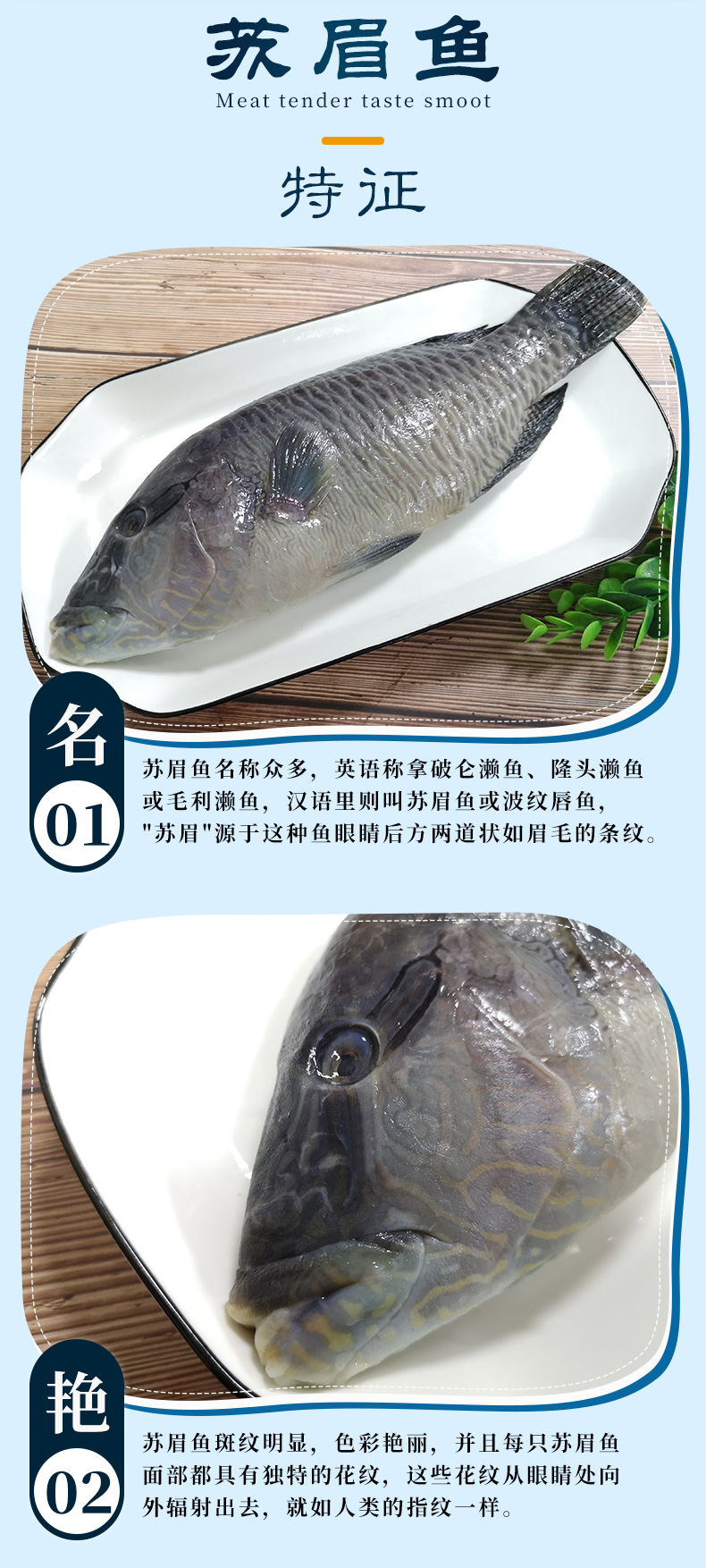 冷冻养殖苏眉鱼600-700g/条 青衣鱼波纹唇鱼鲜活冷冻水产