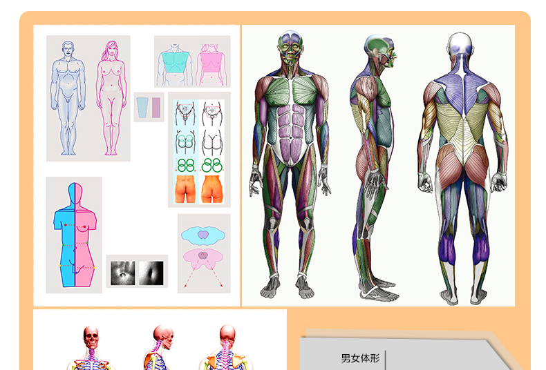 超级新品 艺用人体结构 人骨骼肌肉造型解剖学基础教程动漫素描教材