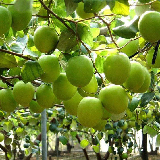 台湾大青枣果树苗嫁接苗南方种植盆栽地栽水果蜜丝青枣苗当年结果大