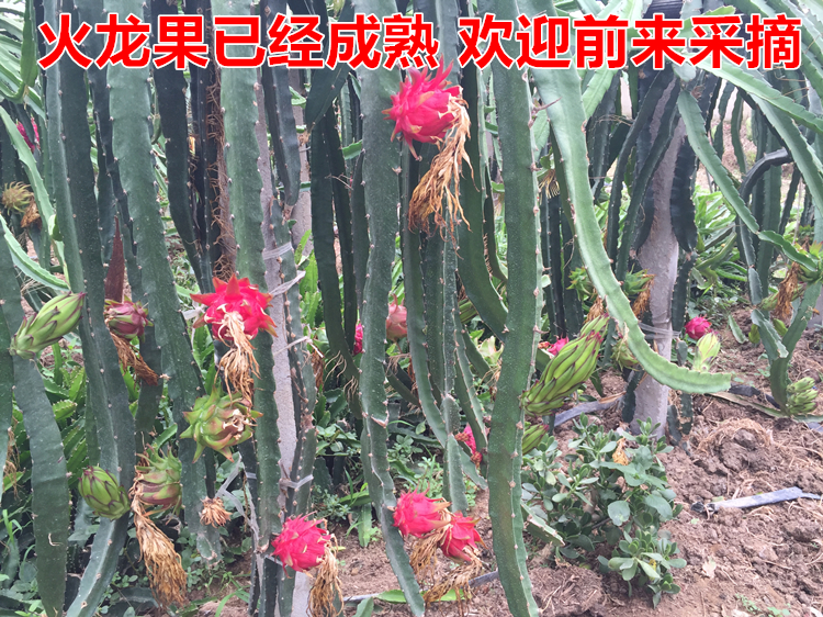 子暄 火龙果苗盆栽南方种植果树苗 地栽带根当年结果 神奇果树 好栽