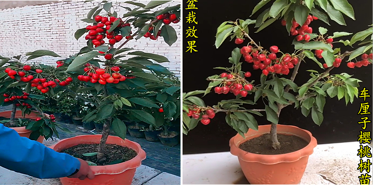 【特卖精选 严选直销】车厘子树苗嫁接大樱桃苗当年结果盆栽 红灯6年
