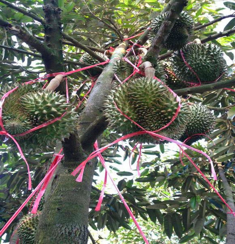 子喧泰国榴莲树苗猫山王金枕头榴莲苗南方北方种植盆栽苗当年结果