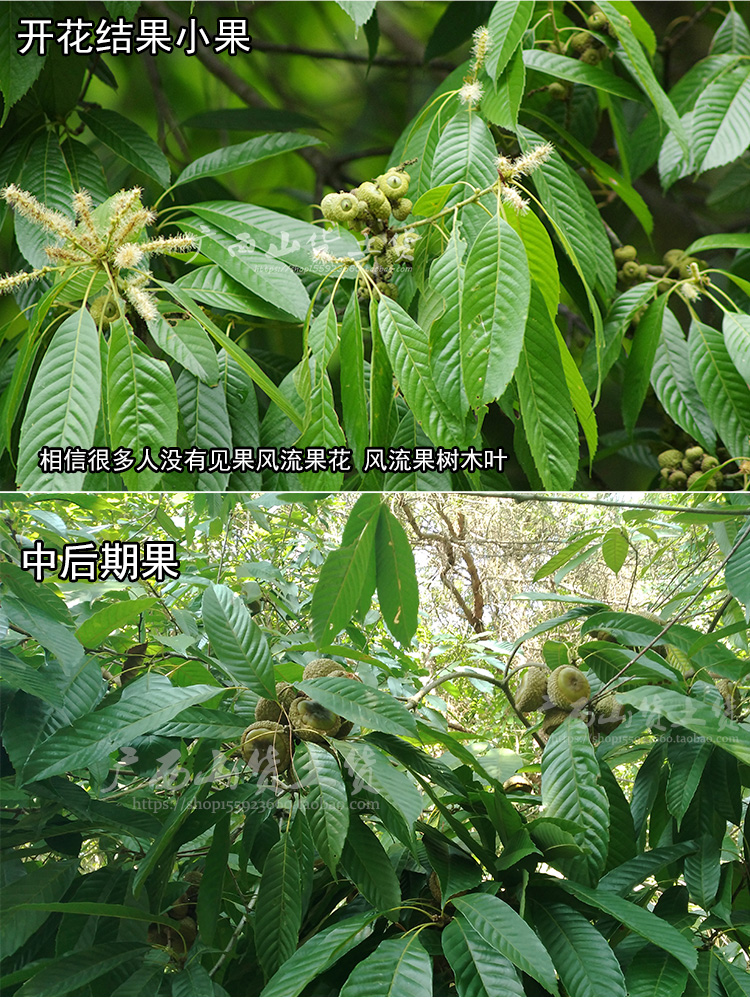 正品风流果子增大天竺粒广西藤果厚鳞柯500g泡酒益肾子
