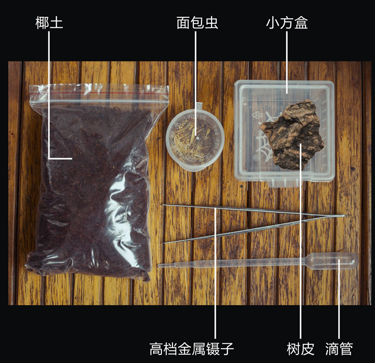 秘鲁紫粉趾蜘蛛1.5厘米av宠物蜘蛛 比油彩粉红趾美