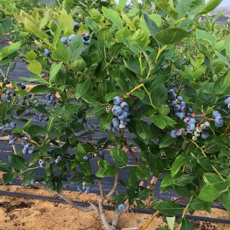 《蓝莓树果苗盆栽地栽四季水果树当年结果南方北方种植带土蓝莓树苗
