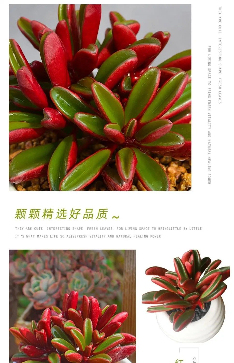 yicheng红背椒草多肉植物萌肉肉组合盆栽好看的红色室内花卉盆栽鲜花