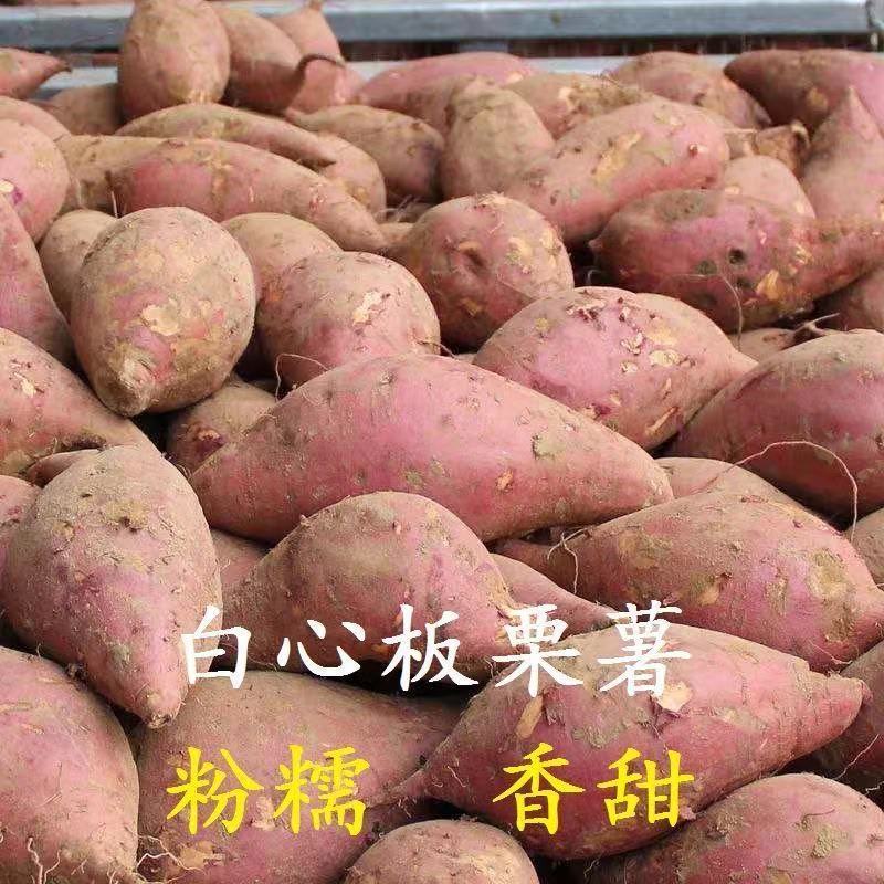 白心红薯板栗薯农家老品种地瓜新鲜白瓤番薯红苕 中果9斤
