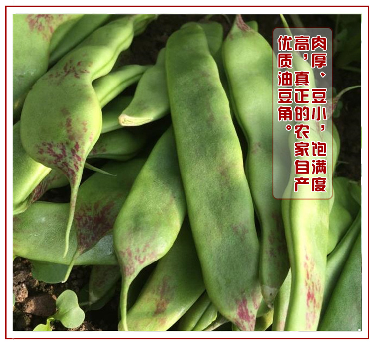 超级新品 顺丰 东北油豆角 九月青一点红豆角 新鲜蔬菜 2.5kg