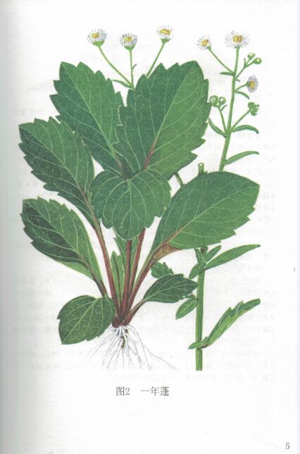 正版实用中草药彩色图集第四4册全彩手绘版罗献瑞主编广东科学技术