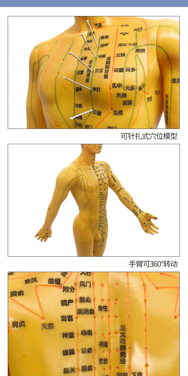 520针灸穴位经络人体模型可针扎练习中教学小人铜人男女针炙全身