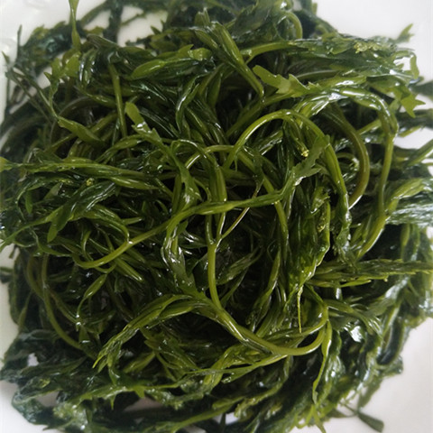 新鲜盐渍马尾藻海海带长寿菜凉拌火锅酒店食材 嫩马尾藻2斤