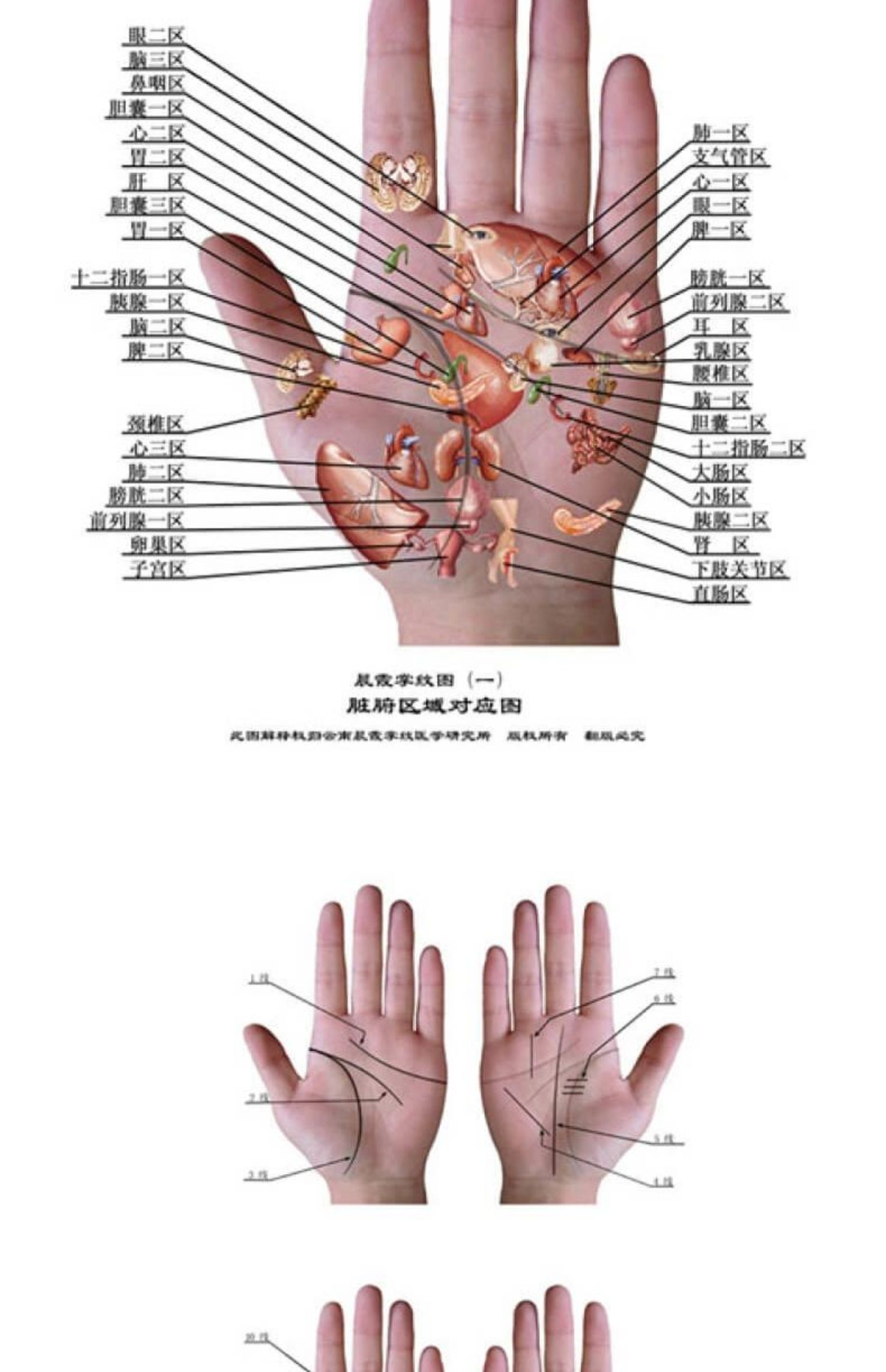 王晨霞掌纹图典 掌纹图解手诊书 诊病治病教程书籍 王晨霞看手相中医