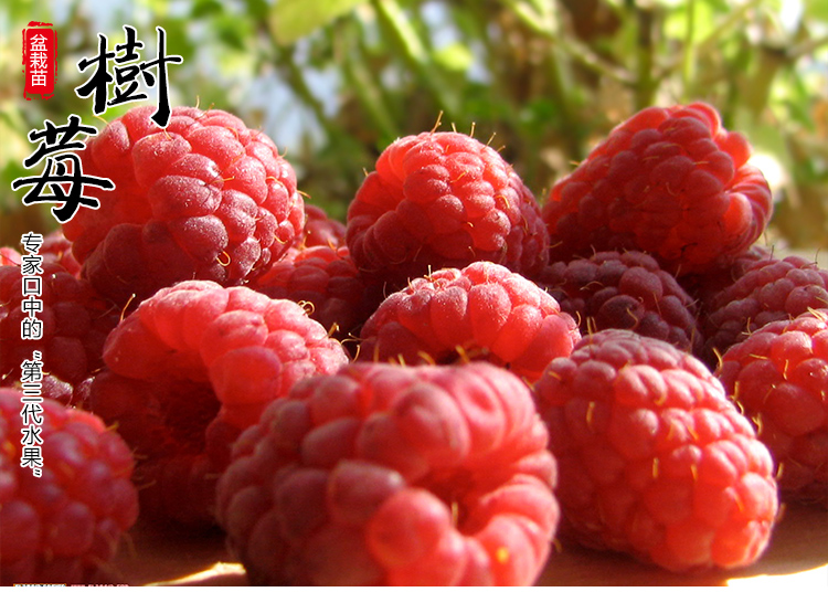 虹越(hongyue)2019新品果苗 红树莓盆栽苗 刺葫芦多季挂果花园庭院