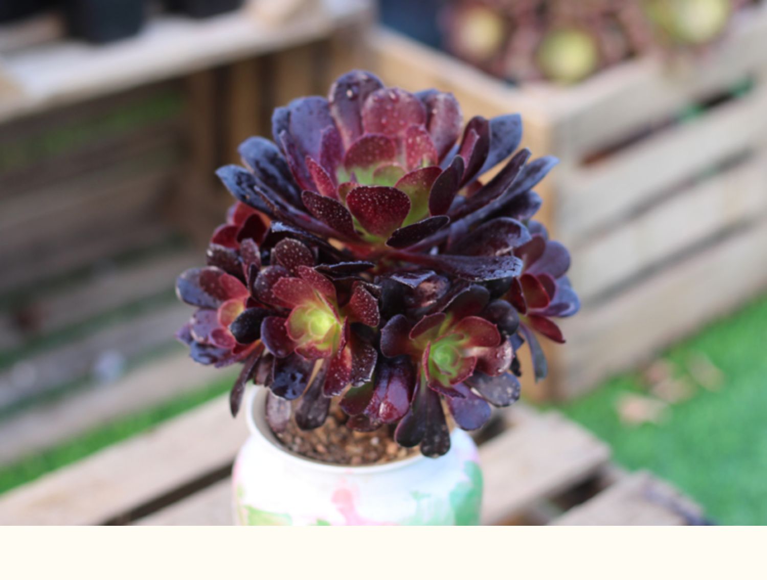 回固万圣节法师沙拉碗黑法师植物铜壶玫瑰缀化超萌多肉有间花舍