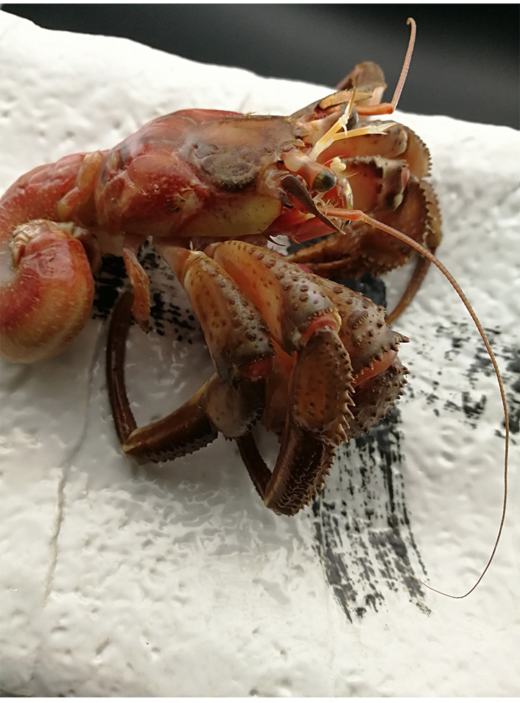 大连鲜活虾怪寄居蟹即食虾怪腿海鲜特产海怪小螃蟹超大虾怪500g