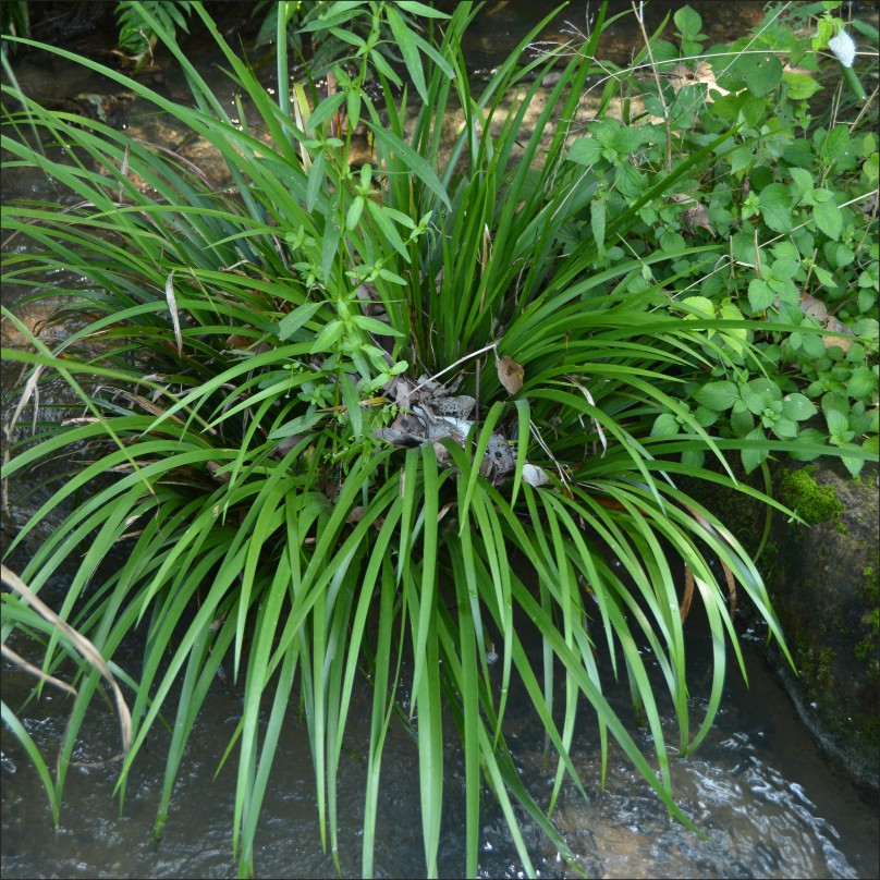 石菖蒲水培植物水养室内四季水培龟池鱼缸绿植造景假山鲜活附石艺呈