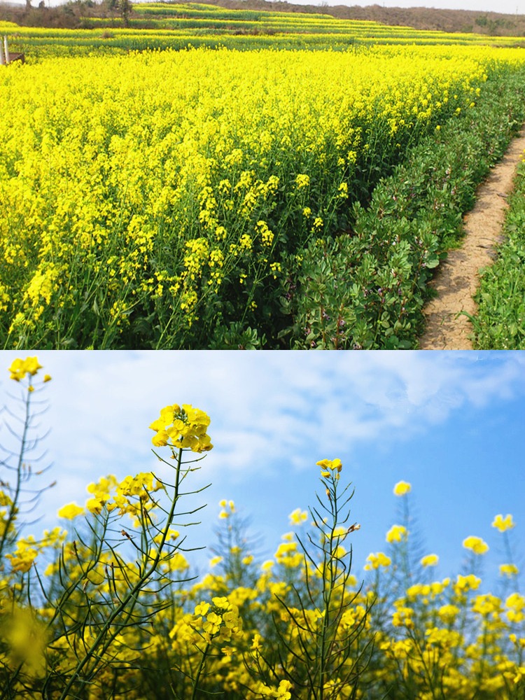 高产榨油观赏油菜花种子榨油原料菜籽种子蔬菜