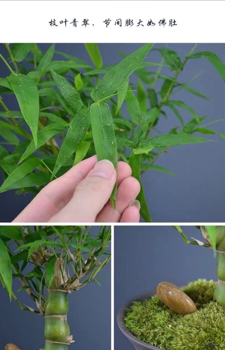 佛肚竹盆栽罗汉竹葫芦竹阳台室内绿植观赏竹子植物办公室防辐射5年