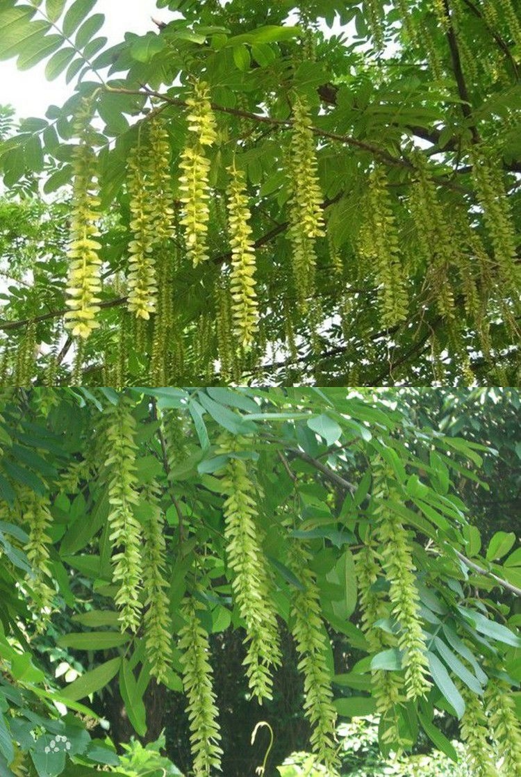 优友新采枫杨种子 杨树种子水麻柳种子 燕柳树种子白杨树种子蜈蚣柳