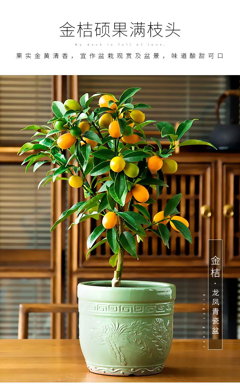 金桔盆栽 【不含盆】 (帯果发货)室内四季年桔绿植结果客厅食用小金橘