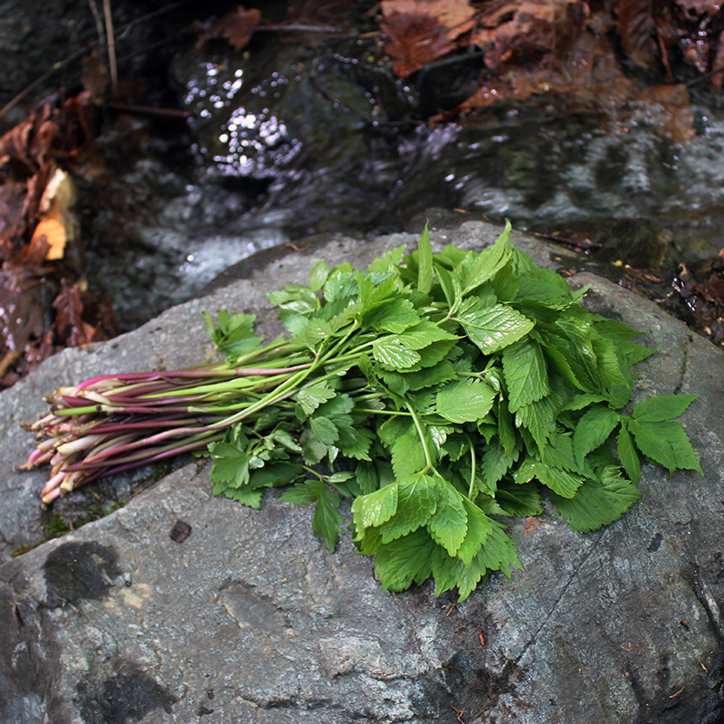 xj东北新鲜速冻山野菜大叶芹