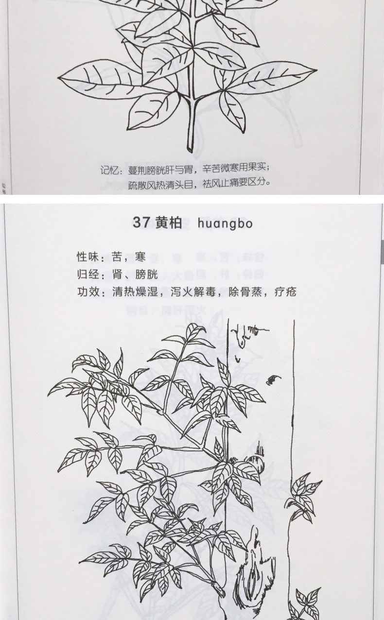 正版《本草言歌》(中药速记歌诀手绘图色版)(一本中医人专属的秘密